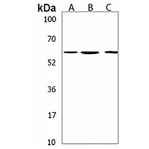 CCDC36 Rabbit Polyclonal Antibody