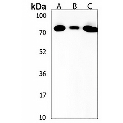 ZNF860 Rabbit Polyclonal Antibody