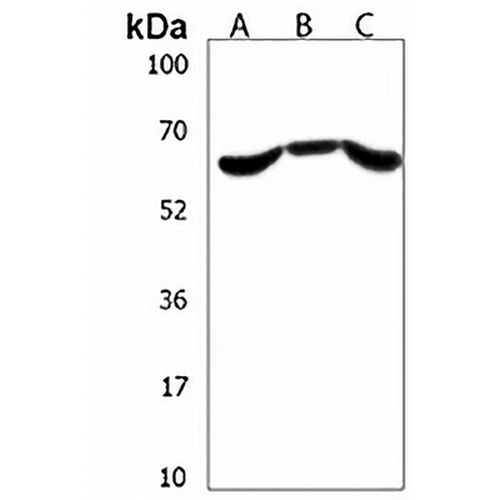 PALM3 Rabbit Polyclonal Antibody