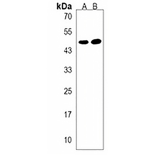 VSIG8 Rabbit Polyclonal Antibody