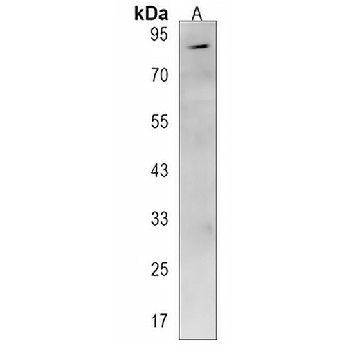 Semaphorin 3G Rabbit Polyclonal Antibody