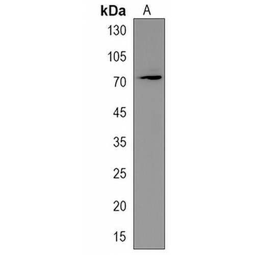 DCAF8L2 Rabbit Polyclonal Antibody