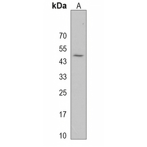 TMPRSS11E Rabbit Polyclonal Antibody