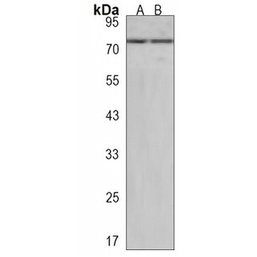 VWA2 Rabbit Polyclonal Antibody