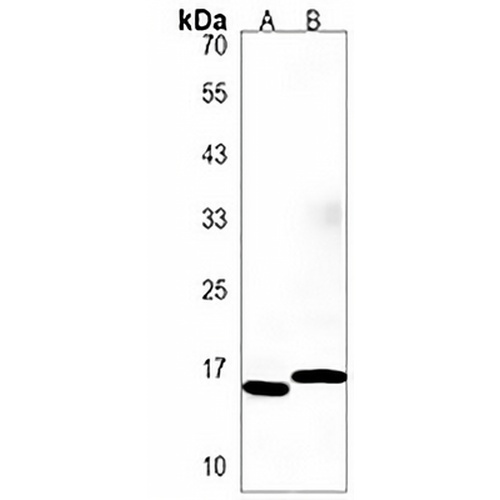 EIF5AL1 Rabbit Polyclonal Antibody