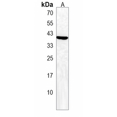 FOLR4 Rabbit Polyclonal Antibody