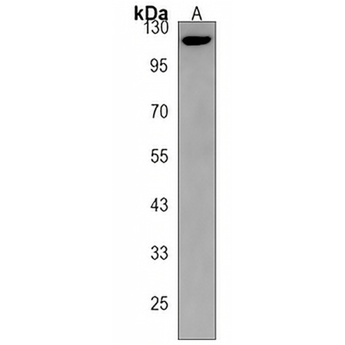 PCDHGA8 Rabbit Polyclonal Antibody