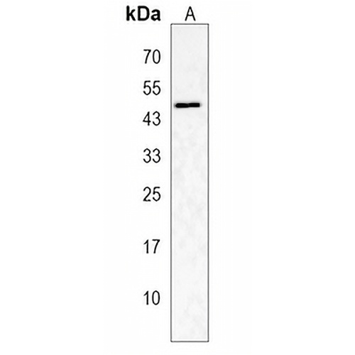 ZMYND10 Rabbit Polyclonal Antibody