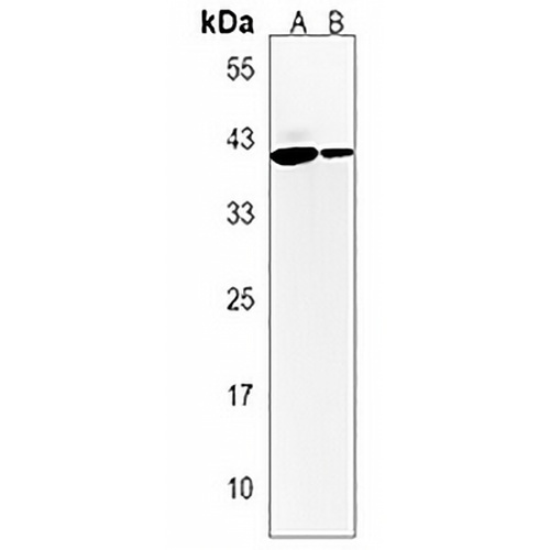 CCT alpha Rabbit Polyclonal Antibody