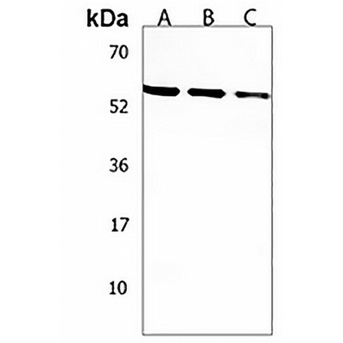 SLC36A1 Rabbit Polyclonal Antibody