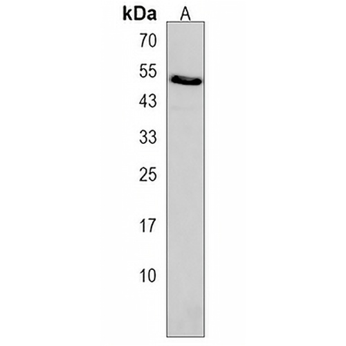 ZFP14 Rabbit Polyclonal Antibody