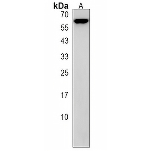 TBC1D3F Rabbit Polyclonal Antibody