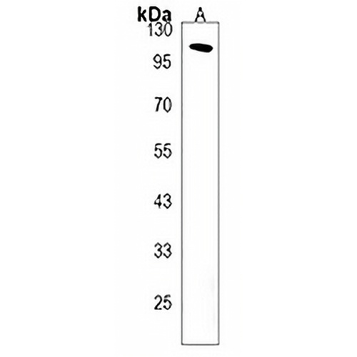 GRIN3B Rabbit Polyclonal Antibody