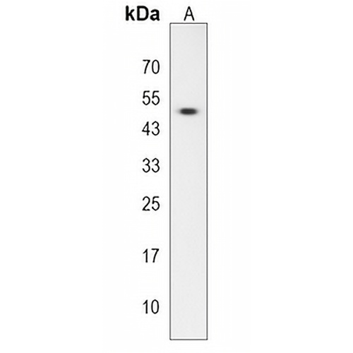 MBOAT4 Rabbit Polyclonal Antibody