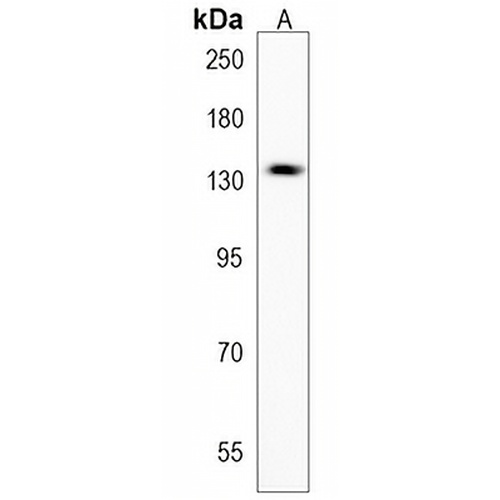 SETD1B Rabbit Polyclonal Antibody