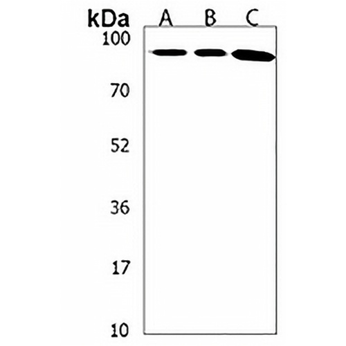 F-Spondin Rabbit Polyclonal Antibody