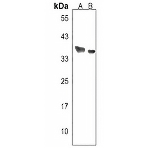 PPP1R42 Rabbit Polyclonal Antibody