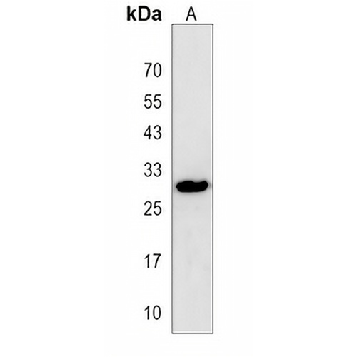 SOX15 Rabbit Polyclonal Antibody