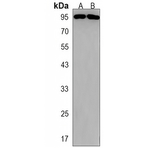 ARHGAP27 Rabbit Polyclonal Antibody