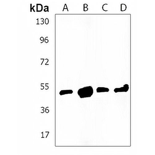 HINFP Rabbit Polyclonal Antibody