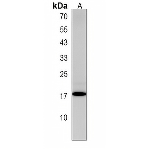 CNRIP1 Rabbit Polyclonal Antibody