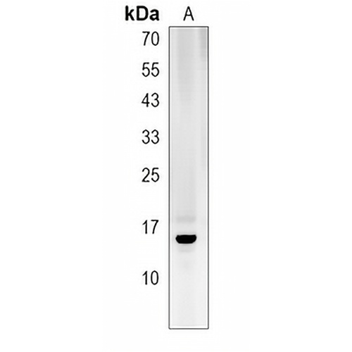 HIST1H2BO Rabbit Polyclonal Antibody