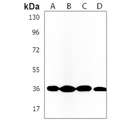 RIC3 Rabbit Polyclonal Antibody