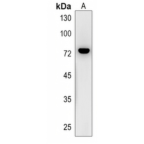 CTTNBP2NL Rabbit Polyclonal Antibody