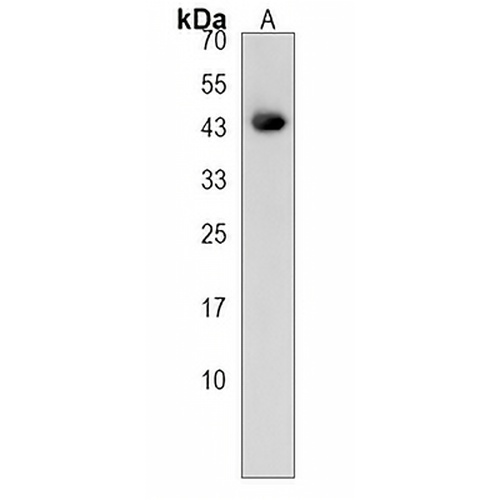 BEND7 Rabbit Polyclonal Antibody