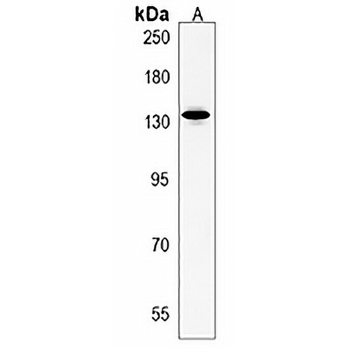 PLEKHH1 Rabbit Polyclonal Antibody
