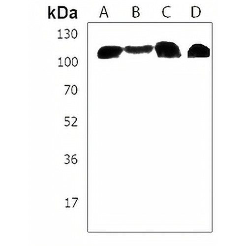SEL1L3 Rabbit Polyclonal Antibody