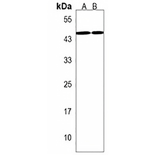 LOXL3 Rabbit Polyclonal Antibody