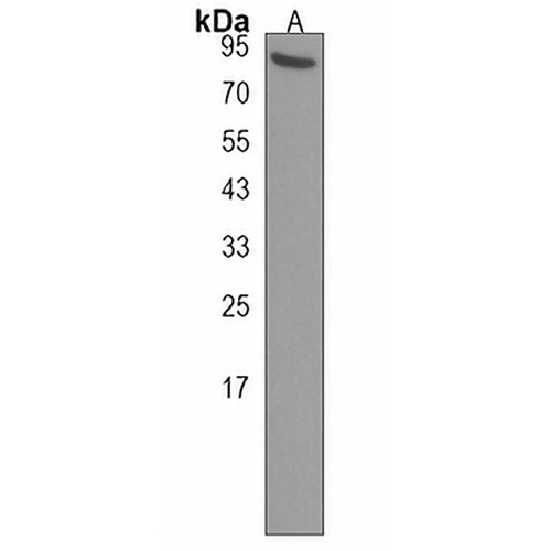 POGK Rabbit Polyclonal Antibody