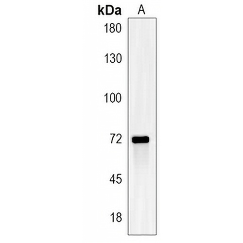 SCLT1 Rabbit Polyclonal Antibody