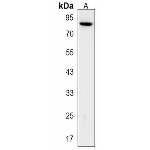 SIM1 Rabbit Polyclonal Antibody