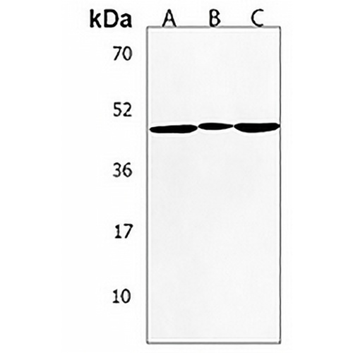 IGHE Rabbit Polyclonal Antibody