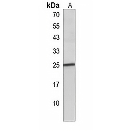 BCL2A1 Rabbit Polyclonal Antibody