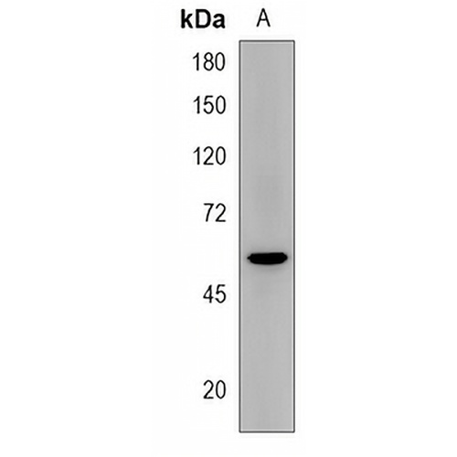 ODF2L Rabbit Polyclonal Antibody
