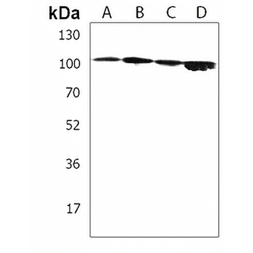 MMRN2 Rabbit Polyclonal Antibody