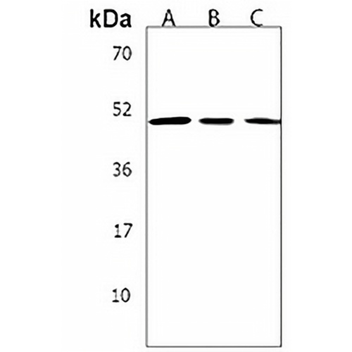 KREMEN2 Rabbit Polyclonal Antibody