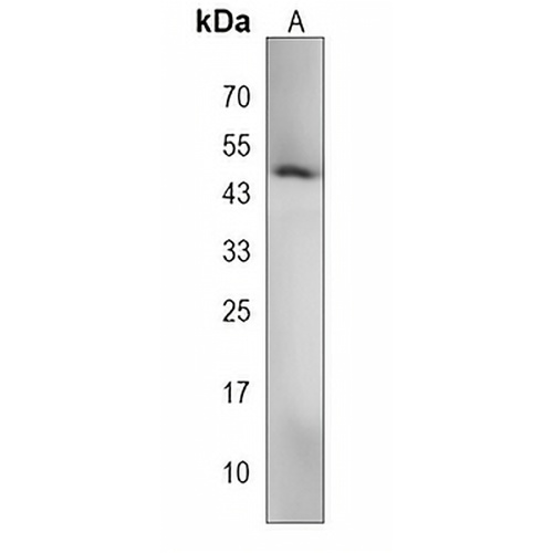 VAT1L Rabbit Polyclonal Antibody