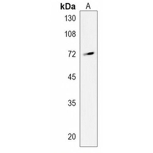 REPS2 Rabbit Polyclonal Antibody
