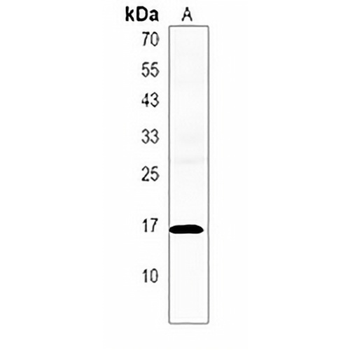 PRLH Rabbit Polyclonal Antibody