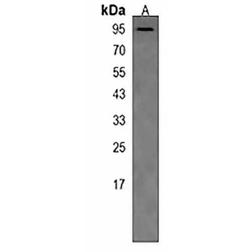 PAPOLG Rabbit Polyclonal Antibody