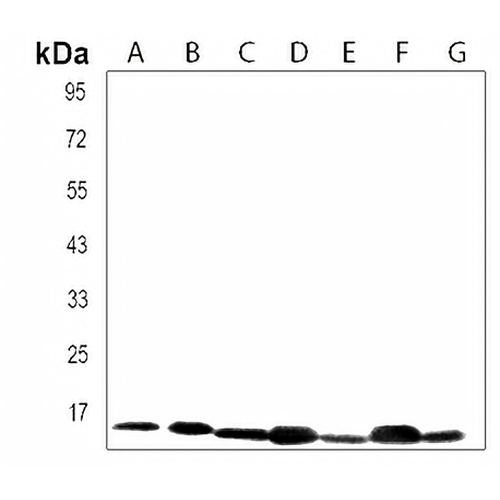 RPL34 Rabbit Polyclonal Antibody