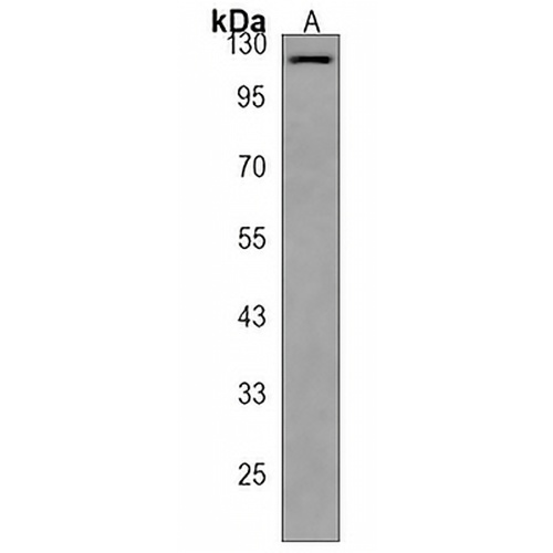 NDST1 Rabbit Polyclonal Antibody