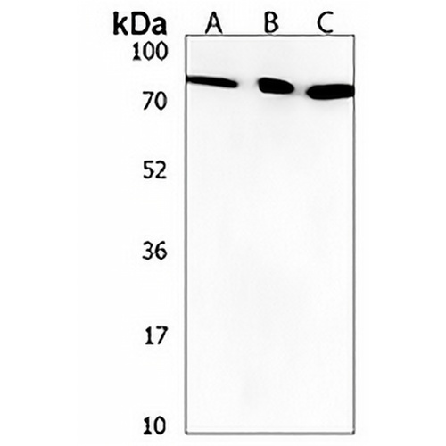 ZNF555 Rabbit Polyclonal Antibody