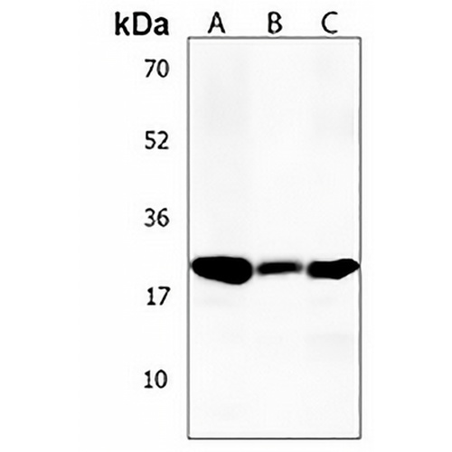 GFRA4 Rabbit Polyclonal Antibody