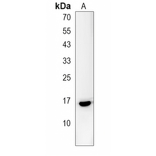 PRR15L Rabbit Polyclonal Antibody