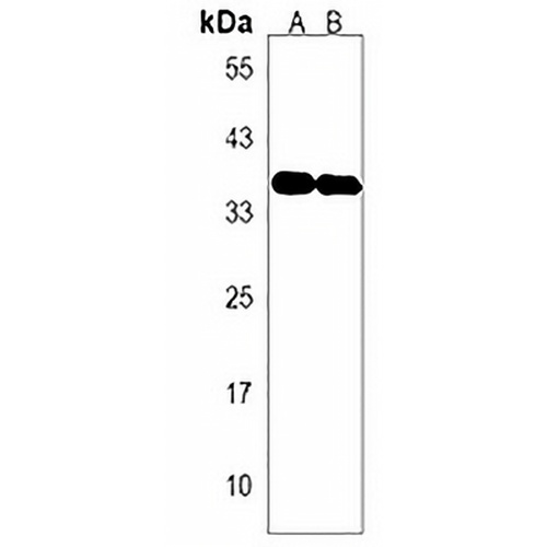 OR2A1 Rabbit Polyclonal Antibody